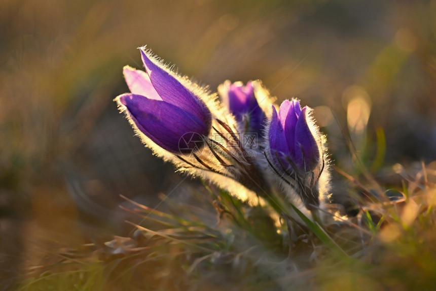 格兰迪斯春天背景鲜花在草地Pasque花朵Pulsatillagrandis白头翁花阳光图片