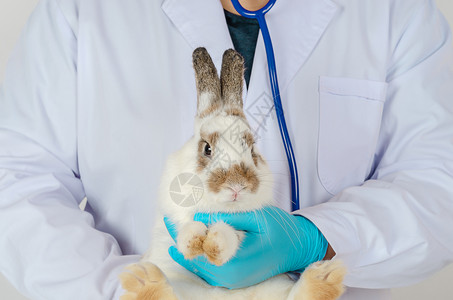 兽医检查生病的白兔图片