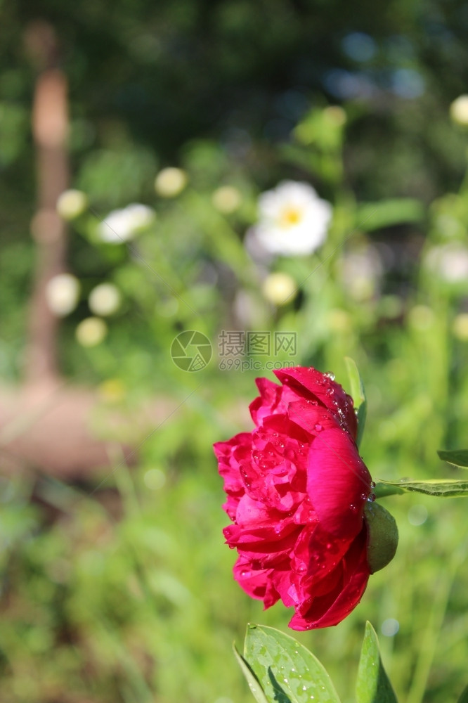 红色的花园里美丽红小马花朵粉色春天图片