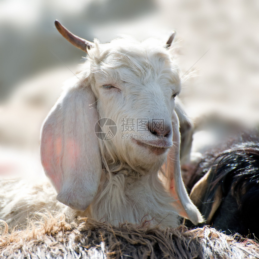 来自拉达赫高原农场的白Kashmirpashmina山羊放牧毛皮国内的图片