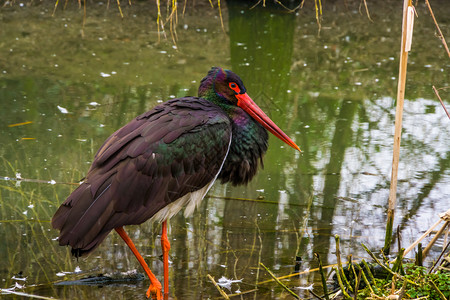 鹳鸟类学一只黑鹤站在水面的近距离肖像鸟儿在欧亚河口传播很广动物群图片