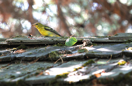 长尾小鹦鹉木屋顶上的Birght黄鸟关闭模糊背景猎人图片