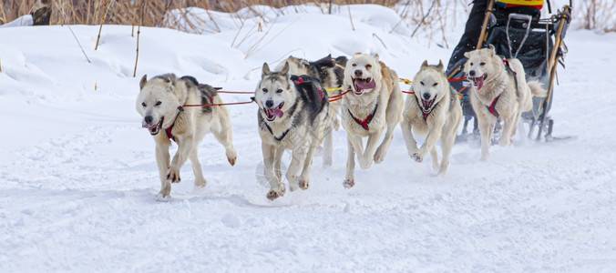 沙哑鼻子卡姆恰特半岛冬季雪上跑户外图片