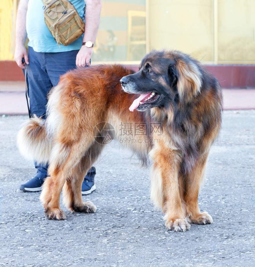 迷人的明智Leonberger狗站在沥青人行道上张开嘴大品种的狗易于训练聪明有良好警卫素质的犬站在沥青人行道上的一只大型Leon图片