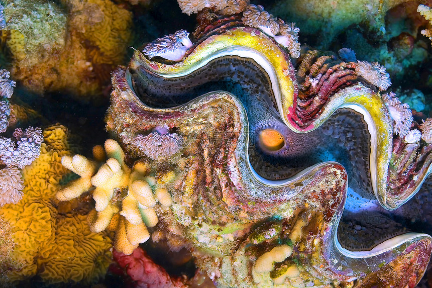 GiatClambTridacnamaxima珊瑚礁红海埃及非洲最大值相机生物图片