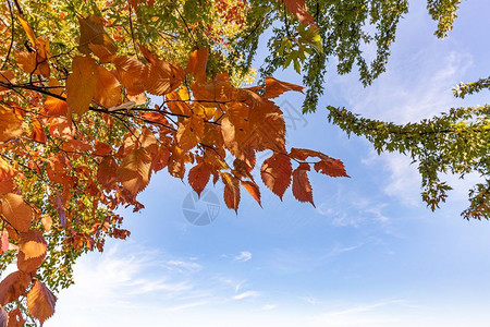 秋天泛黄的树叶风景优美高清图片素材