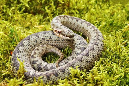毒液动物欧洲普通毒蛇站在绿色的摩斯维佩拉berus上欧洲的图片