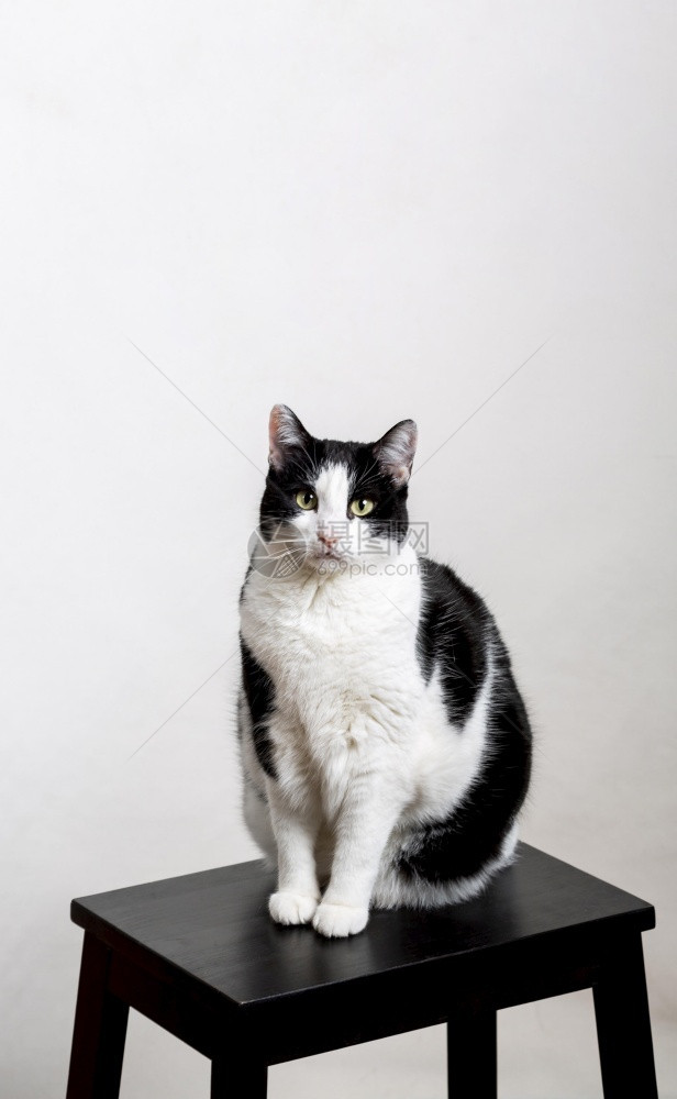 站在椅子上的猫咪图片
