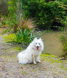 盲目地坐在笑白日本狗面前站在门外的微笑白日本狗边坐在外面凝视池塘愉快背景图片