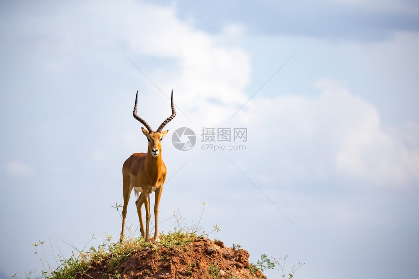 一只大角的美丽羚羊站在山坡上一只漂亮的羚羊站在山丘上科布斯苹果浏览器景观图片