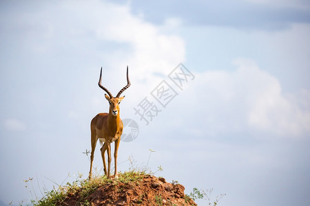 大角斑羚一只大角的美丽羚羊站在山坡上一只漂亮的羚羊站在山丘上科布斯苹果浏览器景观背景