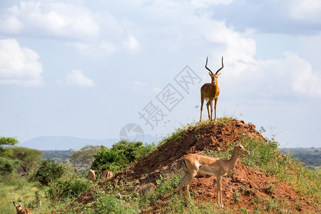 大角斑羚一只大角的美丽羚羊站在山坡上一只漂亮的羚羊站在山丘上马赛男动物背景