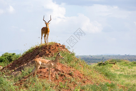 大角斑羚爬坡道一只大角的美丽羚羊站在山坡上一只漂亮的羚羊站在山丘上跳羚公园背景
