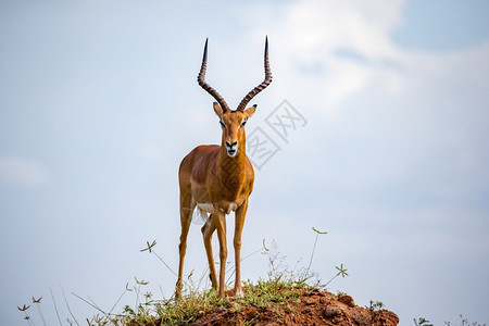 大角斑羚保护肯尼亚喇叭一只大角的美丽羚羊站在山坡上一只漂亮的羚羊站在山丘上背景