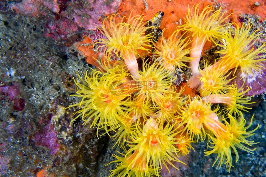 环境的入侵海阿内莫珊瑚礁莱姆贝赫北苏拉威西印度尼亚洲深的生态图片