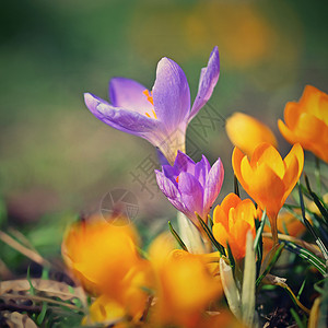 托马西尼花园黄色的春天花朵美丽五颜六色第一朵花在草地上与太阳番红花浪漫黄色CrocusChrysanthustommasinianusT背景