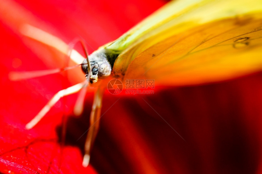 本国的坐在红百合上一只多彩的无云蝴蝶野生动物开花图片