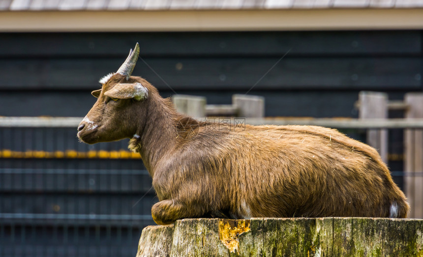 牛科宠物谷仓一只棕色的西非洲矮山羊坐在树桩上流行野山羊农场动物图片