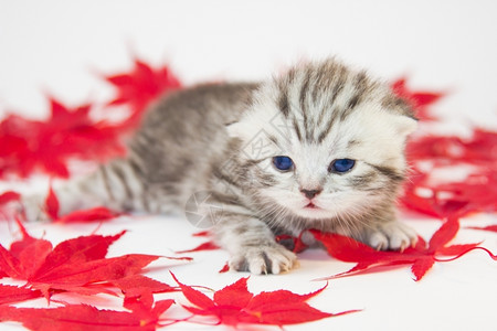 说谎毛皮红色秋天之间白底落叶的黑银英国短毛小猫黑银短发猫丰富多彩的图片