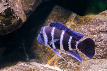 颅脑生活非洲坦噶尼喀湖的热带和流行水族馆宠物来自坦噶尼喀湖由非洲坦噶尼喀湖阿里卡慈鲷科背景