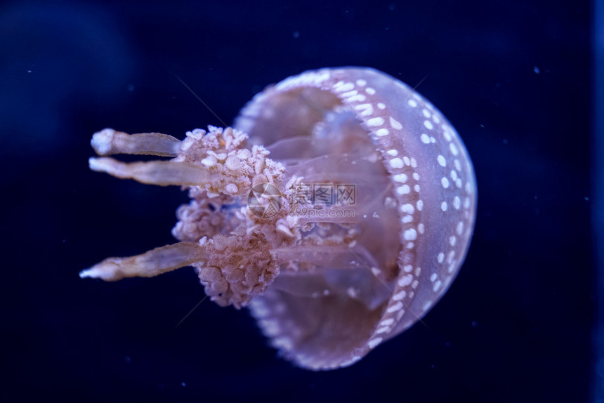 水下Jellyfish黑底野生动物有趣的镰刀菌图片