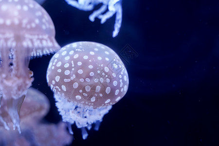 黑色的水下Jellyfish黑底刺胞动物异国情调图片