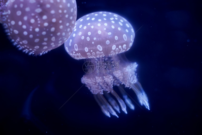 水下Jellyfish黑底鱼地中海镰刀菌图片