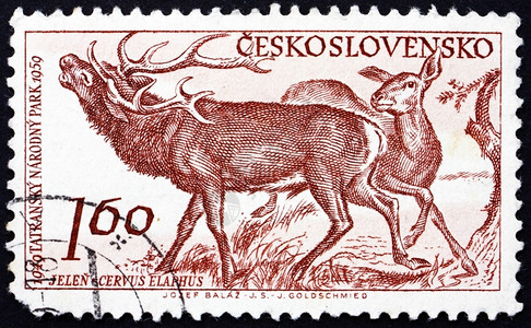 的CZECHOSLOVAKIACIRCA195年捷克斯洛伐印刷的章显示红鹿CervusElaphusTatra公园十周年195c背景图片