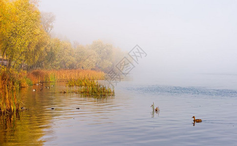 牛逼游泳的天空Dnieper河的秋雾早上在基辅乌克兰里德和树木从雾中冒出玛拉德鸭子正在平静的水中游泳阳光背景