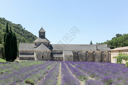 自然在法国普罗旺斯塞南克修道院和盛开的花朵乡村绽放图片
