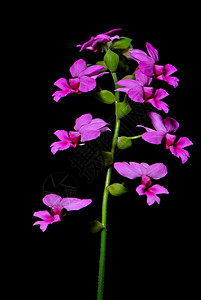 粉色的生态彩多粉红卡兰特拉尼红宝石田地兰花精美的图片