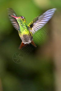 保护可爱的伯德蜂鸟热带雨林哥斯达黎加中美洲图片