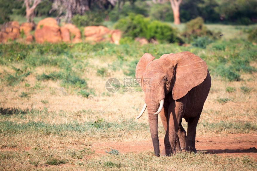 一只大红象穿过许多植物之间的大草原一只红象穿过许多植物之间的大草原肮脏哺乳动物旅游图片
