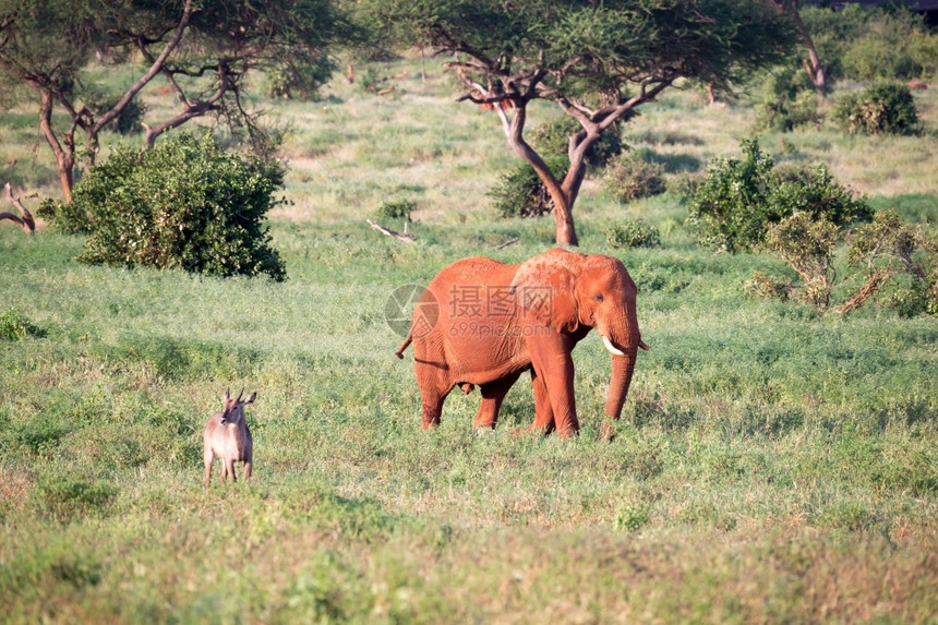 荒野大象形目一只红穿过许多植物之间的大草原一只红象穿过许多植物之间的大草原图片