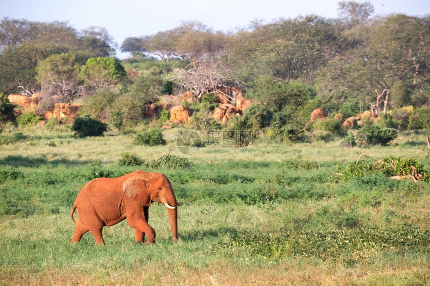 非洲人绿色动物一只大红象穿过许多植物之间的大草原一只红象穿过许多植物之间的大草原图片