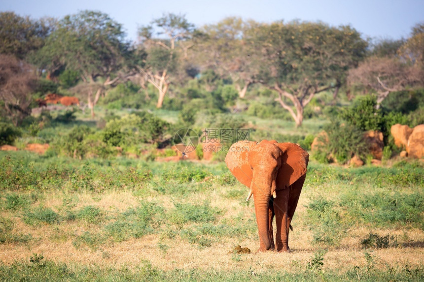 象形目一只大红穿过许多植物之间的大草原一只红象穿过许多植物之间的大草原荒野萨凡纳图片