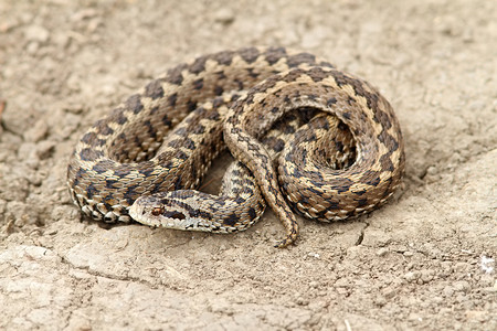 拉科西斯罗马尼亚蝰蛇高清图片