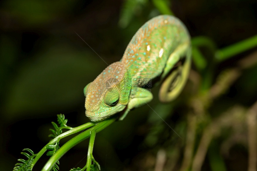 爬虫濒危弗西马达加斯热带雨林中的彩色变龙特写马达加斯热带雨林中的彩色变龙图片