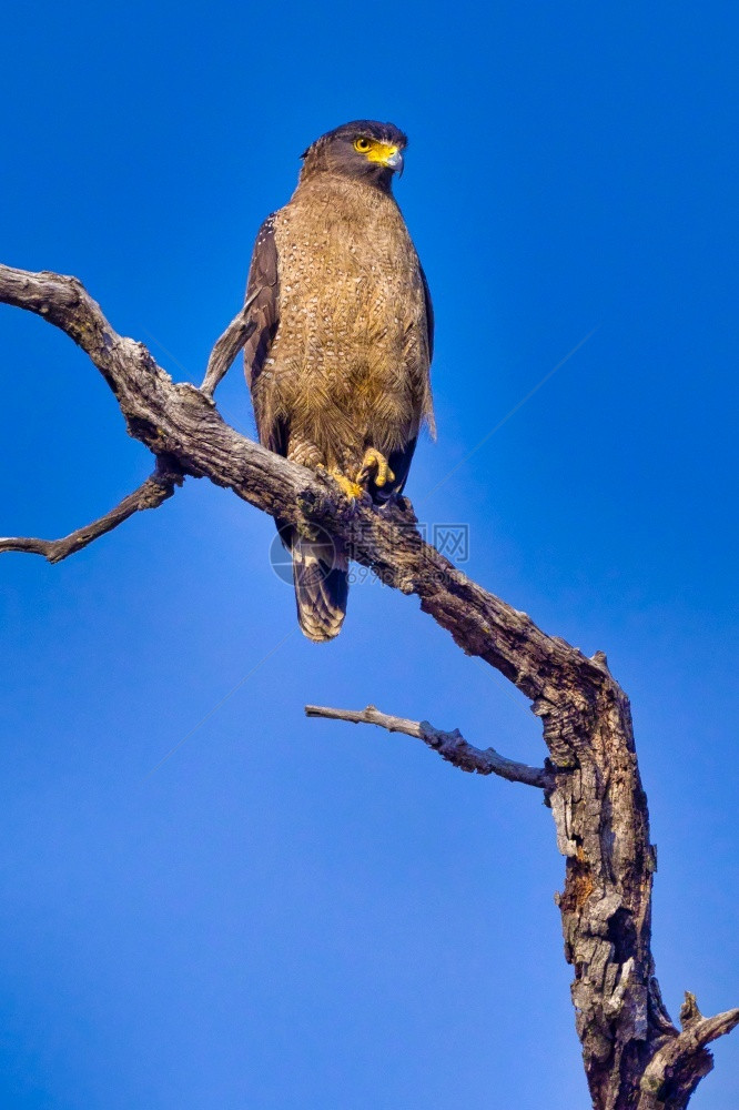尼泊尔巴迪亚公园印度皇巴迪亚国公园白骨蛇鹰Spilornischeela鸟亚洲预订图片