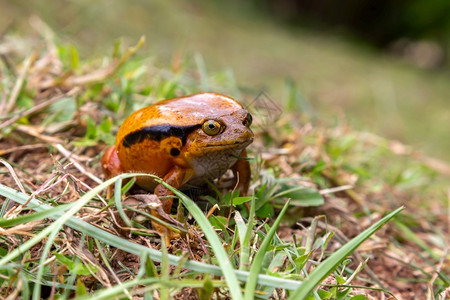一只大橙青蛙坐在草地上一只大橙青蛙坐在草地上目瞪口呆荒野膨化的图片