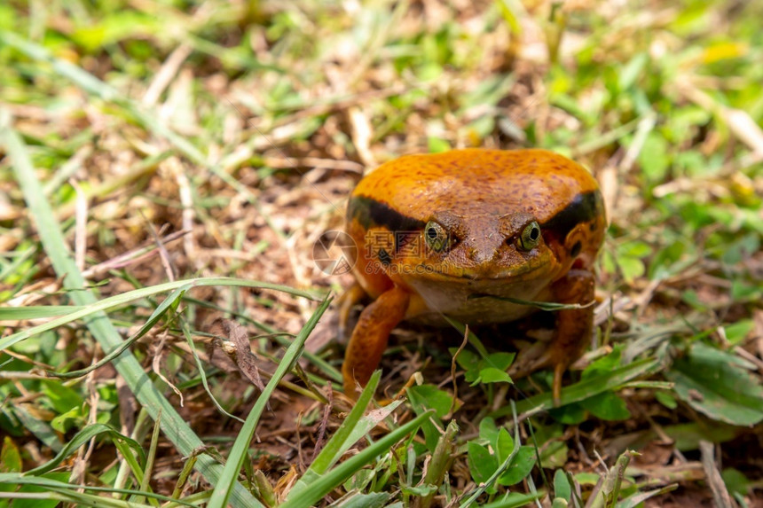 警告生活一只大橙青蛙坐在草地上一只大橙青蛙坐在草地上雨林图片