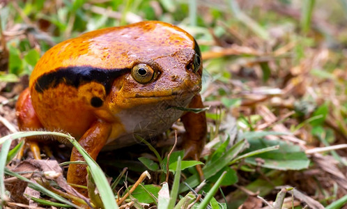 一只大橙青蛙坐在草地上一只大橙青蛙坐在草地上热带颜色爬虫图片