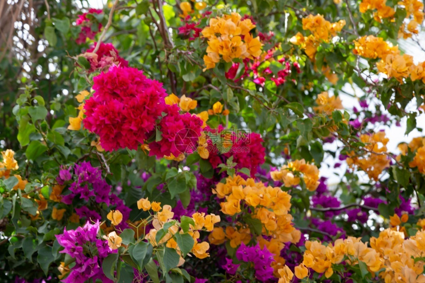 花园旅游马达加斯岛上五颜六色的植物和鲜花马达加斯岛上五颜六色的植物和鲜花新的图片