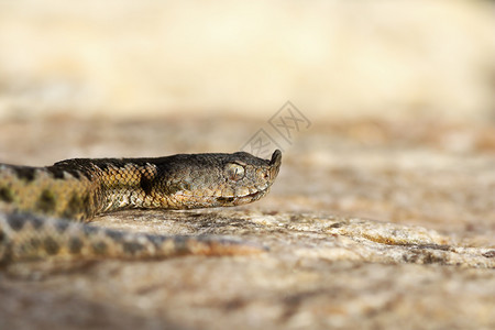 欧洲鼻角毒蛇Vipera毒蛇弹管科恐怖症图片