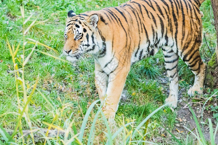 丛林中的野生孟加拉虎豹式底格里斯老虎户外动物图片