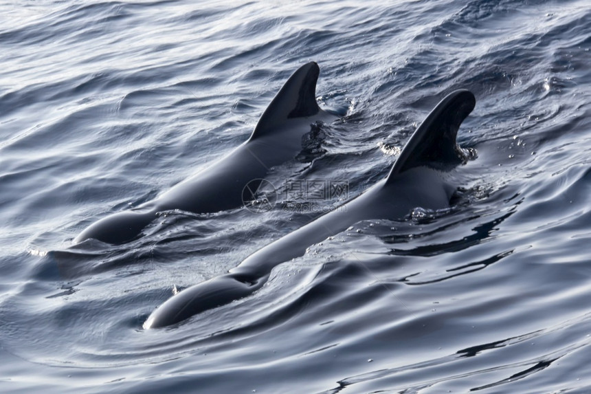 可爱的生态系统海洋直布罗陀自然公园海峡西班牙欧洲卡迪兹省塔里法直布罗陀自然公园长寿试点鲸Globicephalemelas图片