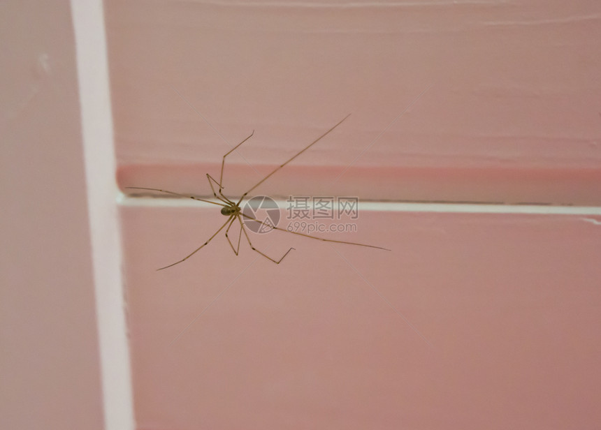 肉食动物蜘蛛科坐在天花板上的长体地窖蜘蛛一种自相残杀的昆虫当食物受到惊吓时会吃掉自己的同类墙图片