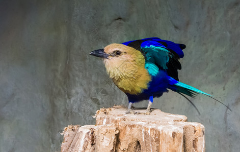 喙嘴形目蓝色的滚轮站在树桩上展翅准备起飞滚轴背景图片
