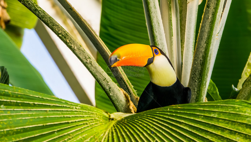 白色的亚马逊坐在热带树上的一个托科肯鸟的紧闭从美洲来的奇异鸟种雀形目图片