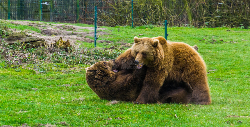 灰熊山科两只棕互相争斗侵略动物行为一个躺在地上另一个躺在地上欧亚的普通动物图片